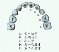 宝宝换牙你必须知道的